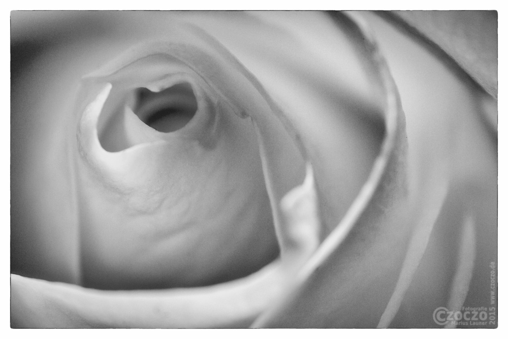 20150111-rose.jpg