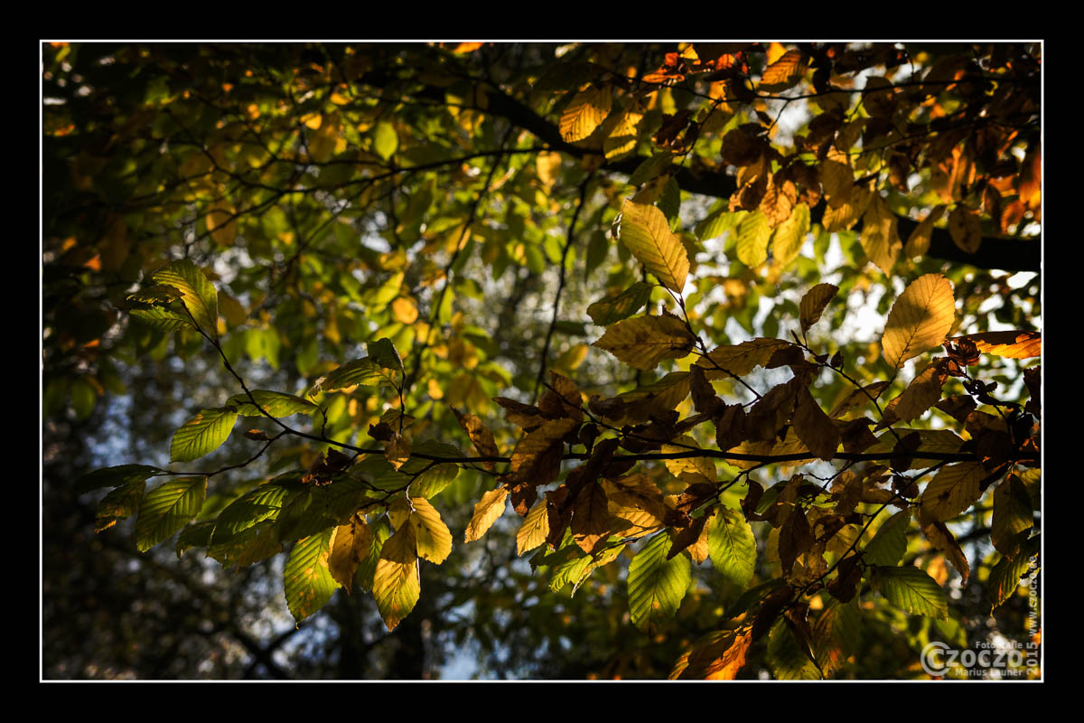 20151018-IMG_6170-Herbst.jpg