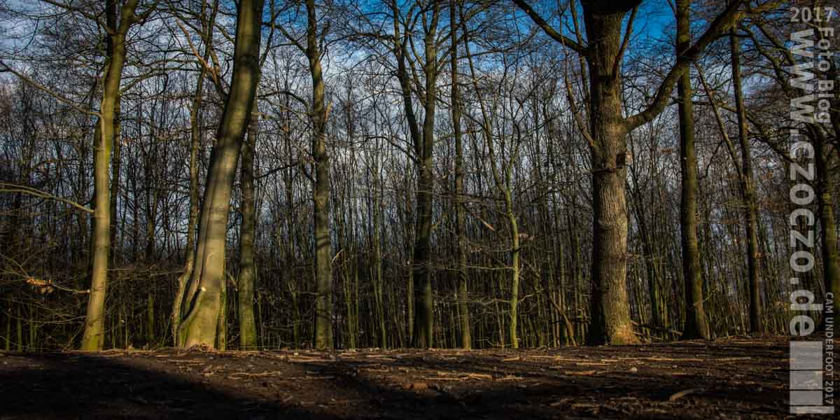 20170219-IMG_9759-FebruarWALD