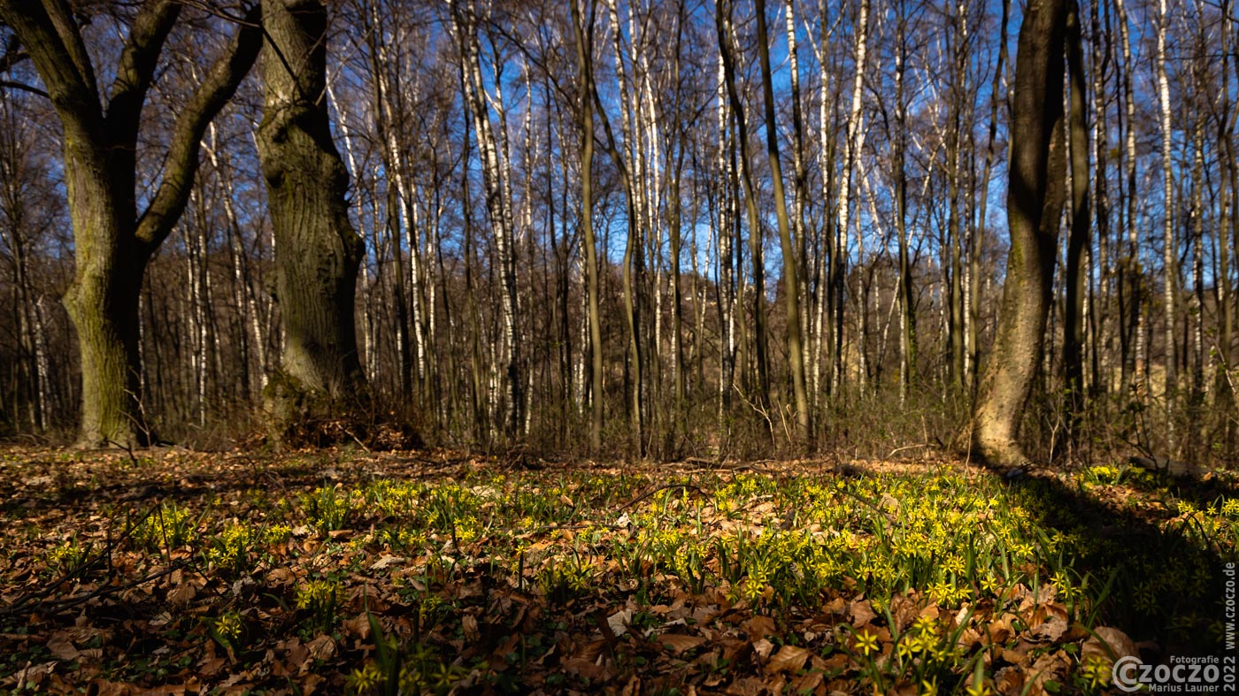20220328-9A1A5880-LR-Blumen-Teppich.jpg