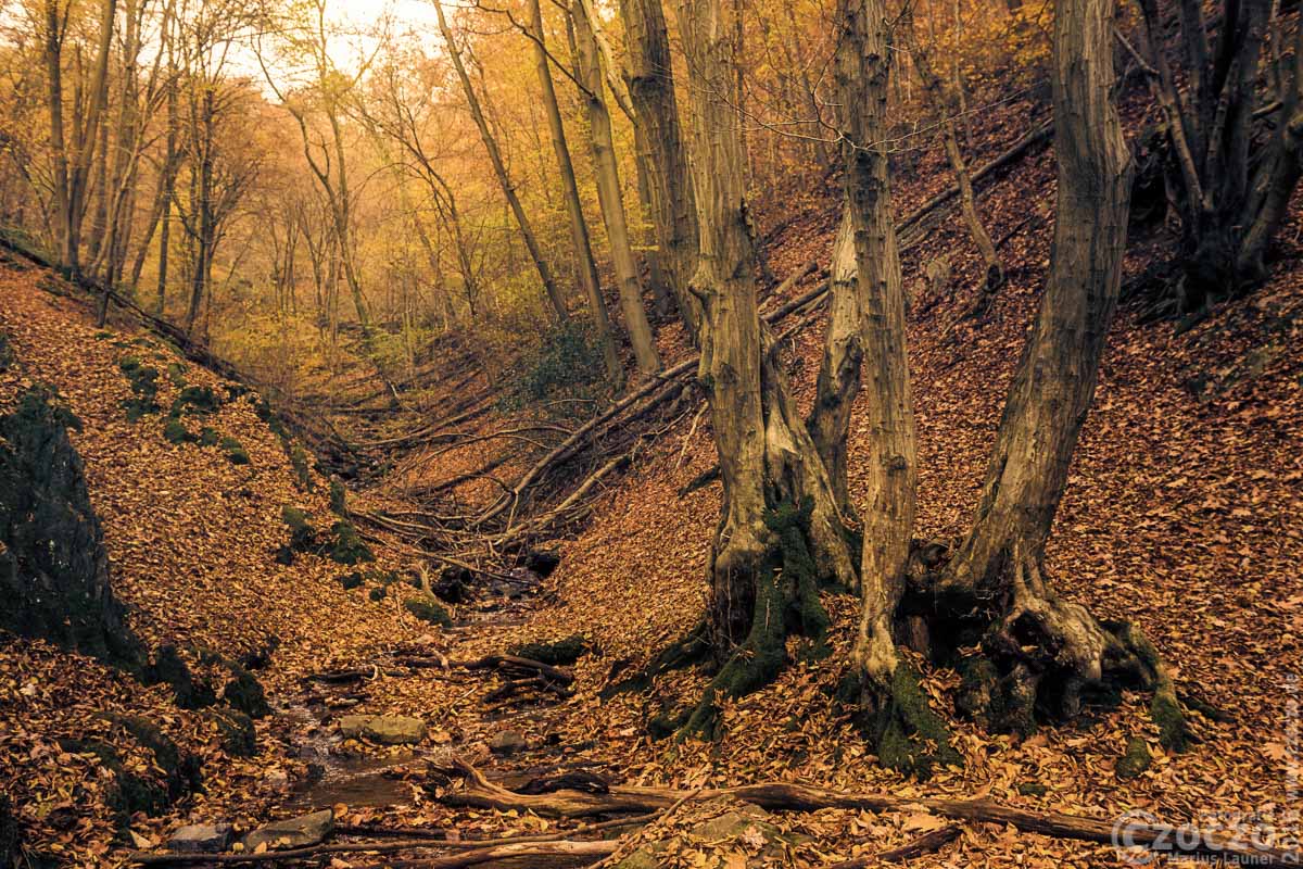 IMG_6450-Herbst.jpg
