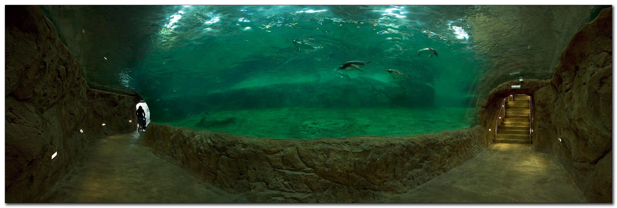 anlage-der-konigspinguine.jpg