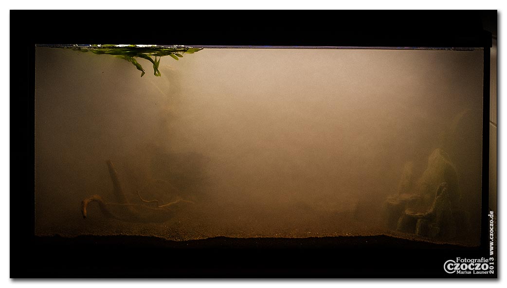 aquarium-neustart.jpg