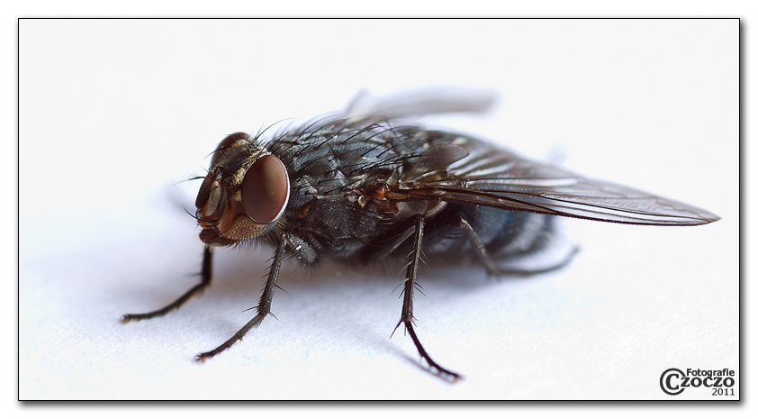 img_3112-fliege.jpg