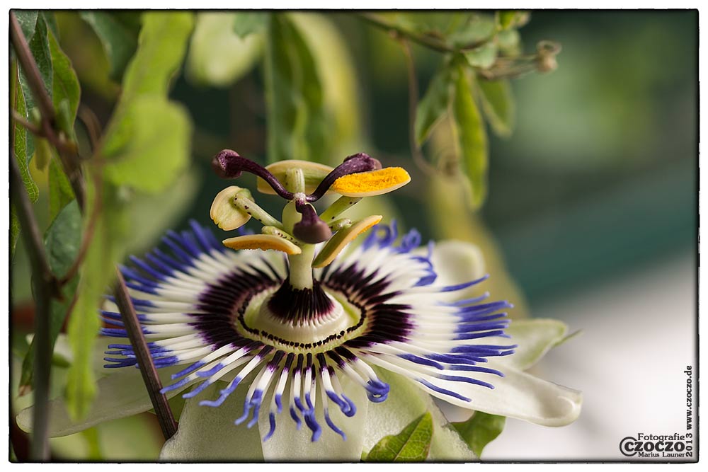 pasionsblume-20130811-img_0296.jpg