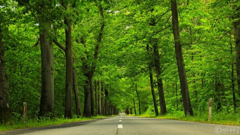 Straßen Alleen in Schlesien