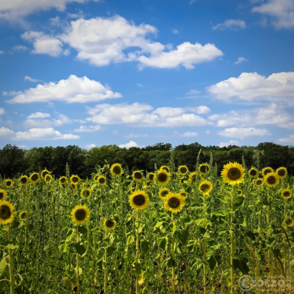 Sonnenblumenfeld