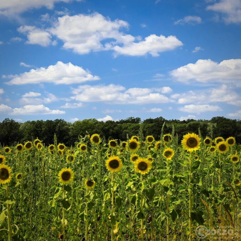 Sonnenblumenfeld