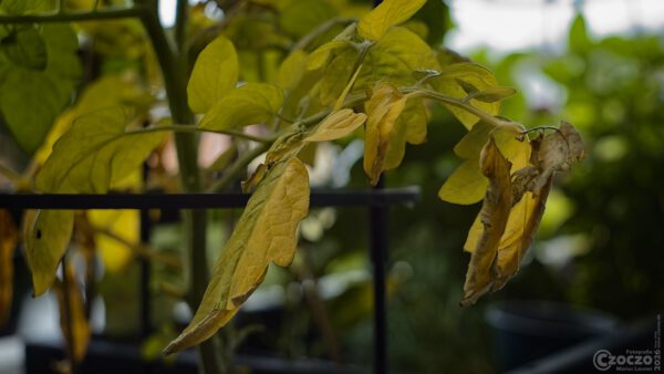 BalkonGarten