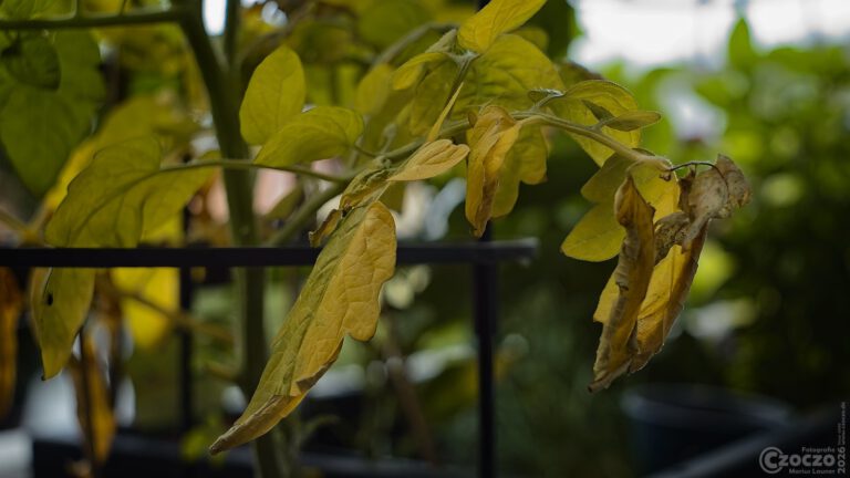 BalkonGarten