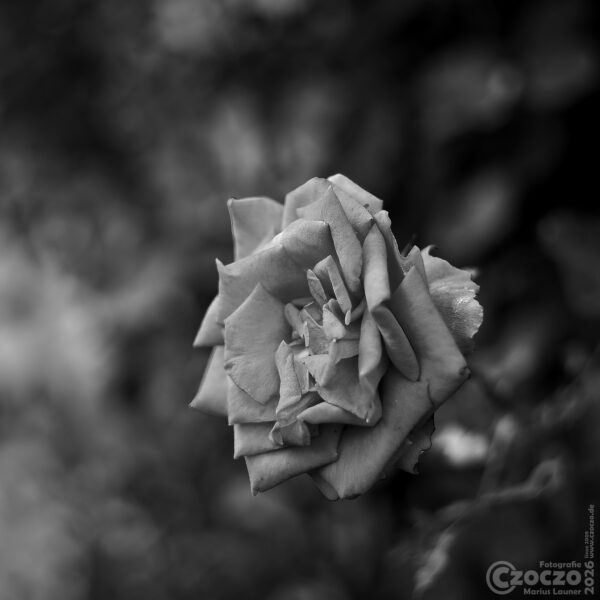 Rose im BW