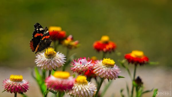 Nature Thursday diesmal aus Schloss Benrath