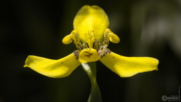 Botanisch Garten Bochum