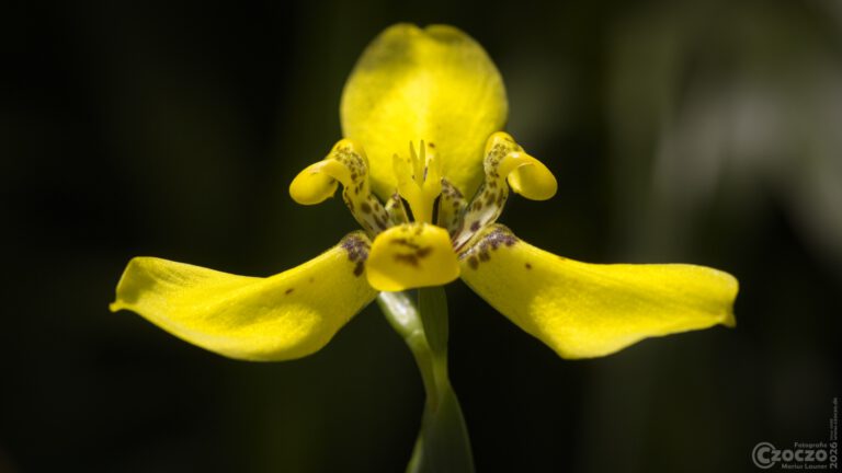 Botanisch Garten Bochum