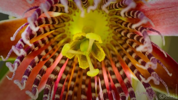 Nature Thursday - Pasionsblume