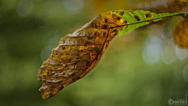 Nature Thursday 2026