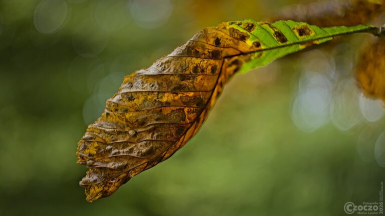 Nature Thursday 2026