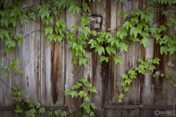 Nature Thursday 2026