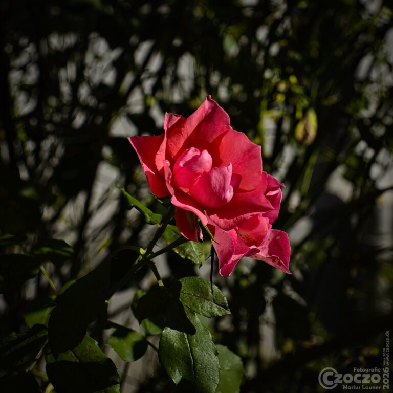 Nature Thursday