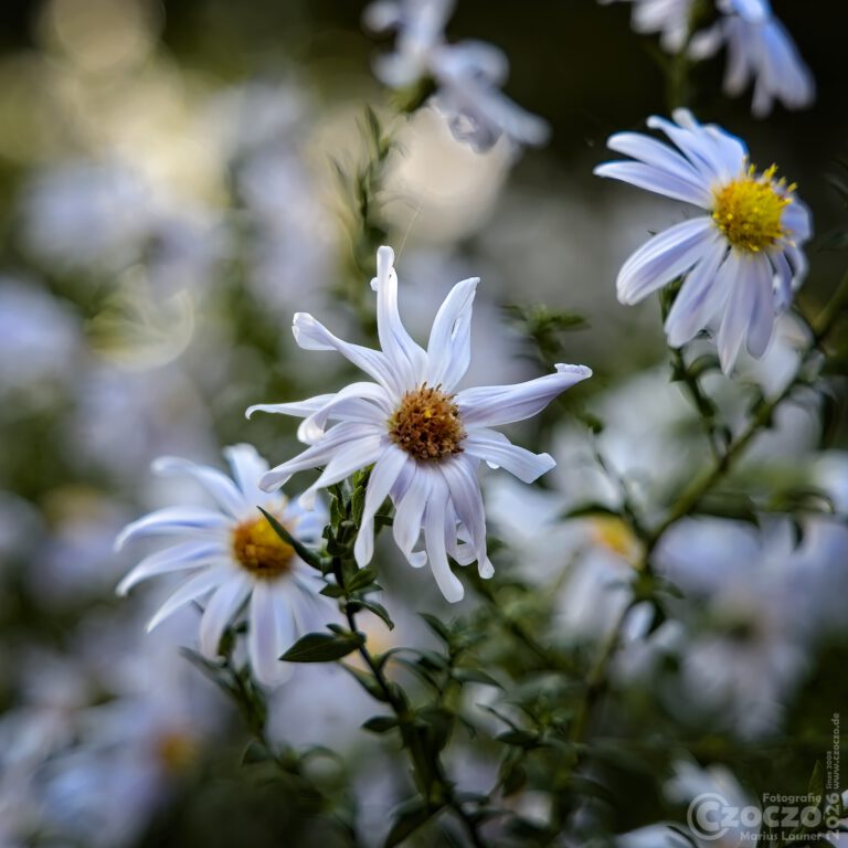 Nature Thursday